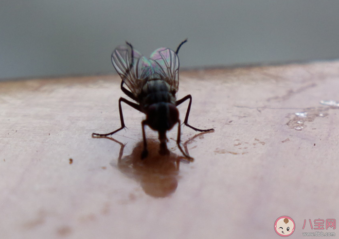 为什么徒手打苍蝇很困难 无头苍蝇为什么不会死