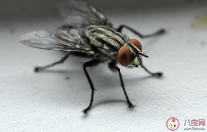 为什么徒手打苍蝇很困难 无头苍蝇为什么不会死