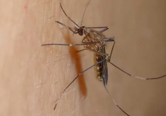 为什么孩子更招蚊子 怎样让孩子避免被蚊子咬