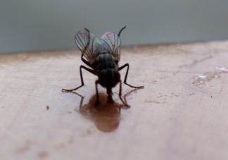 为什么徒手打苍蝇很困难 无头苍蝇为什么不会死