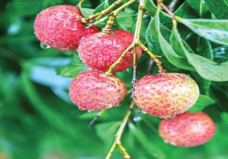 挂绿荔枝有多贵 千元一斤荔枝值得买吗