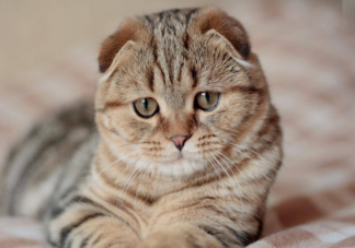 蚂蚁庄园7月21日答案：家里养了猫咪可以点驱蚊蚊香吗