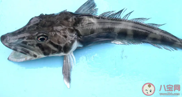 南极的鱼能在冰天雪地中健康成长主要因为体内 蚂蚁庄园7月22日答案最新 南极的鱼能在冰天雪地中健康成长主要因为体内 蚂蚁庄园7月22日答案最新