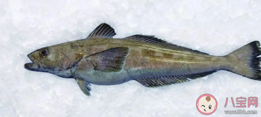 南极的鱼能在冰天雪地中健康成长主要因为体内 蚂蚁庄园7月22日答案最新 南极的鱼能在冰天雪地中健康成长主要因为体内 蚂蚁庄园7月22日答案最新