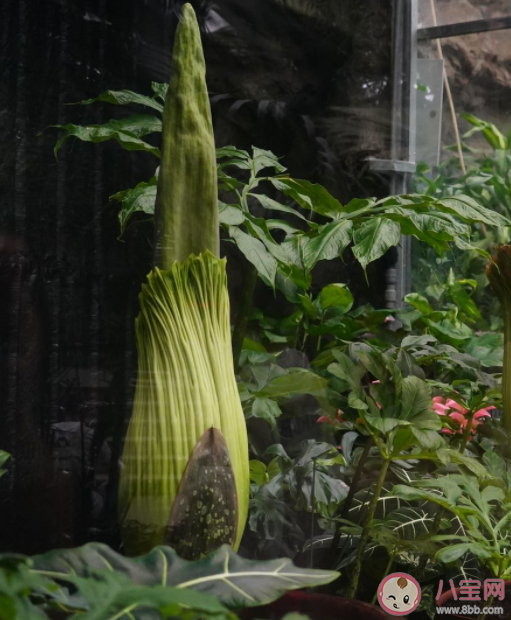 巨魔芋开花有多罕见 巨魔芋为什么被称为尸香魔芋 巨魔芋开花有多罕见 巨魔芋为什么被称为尸香魔芋