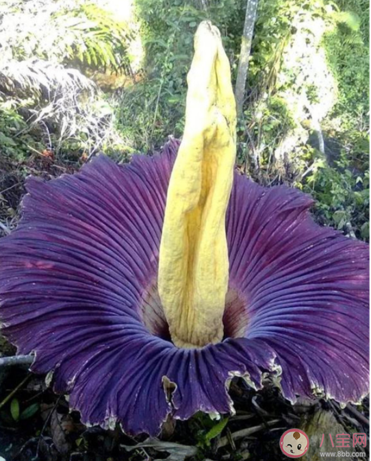 巨魔芋开花有多罕见 巨魔芋为什么被称为尸香魔芋 巨魔芋开花有多罕见 巨魔芋为什么被称为尸香魔芋