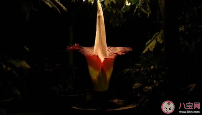 巨魔芋开花有多罕见 巨魔芋为什么被称为尸香魔芋 巨魔芋开花有多罕见 巨魔芋为什么被称为尸香魔芋