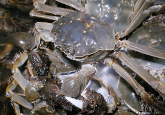 蚂蚁庄园螃蟹为什么总喜欢吐泡泡 7月22日答案解析