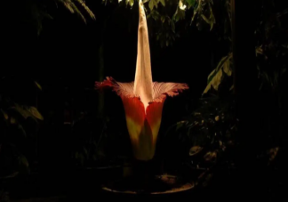 巨魔芋开花有多罕见 巨魔芋为什么被称为尸香魔芋