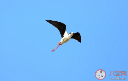 以下哪句诗是暑天的真实写照 蚂蚁庄园7月23日答案介绍