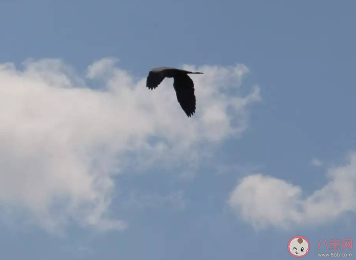 飞鸟厌其羽和人比黄花瘦哪句诗是暑天的真实写照 蚂蚁庄园7月23日答案 飞鸟厌其羽和人比黄花瘦哪句诗是暑天的真实写照 蚂蚁庄园7月23日答案