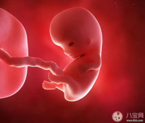胎儿会感觉孤单吗 胎儿最喜欢在孕妇肚子里做什么