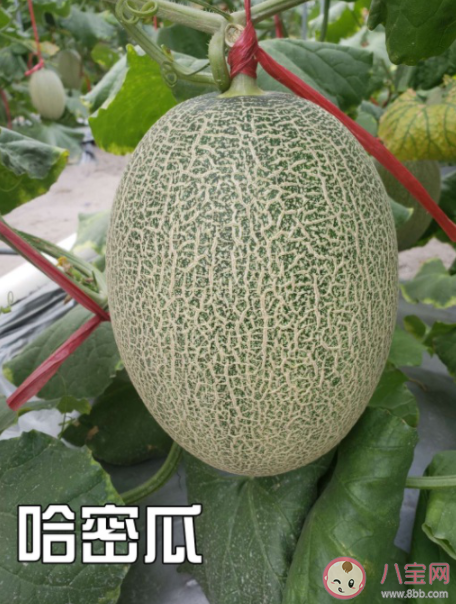 网纹甜瓜和哈密瓜是同一种水果吗 网纹甜瓜和哈密瓜有什么区别 网纹甜瓜和哈密瓜是同一种水果吗 网纹甜瓜和哈密瓜有什么区别