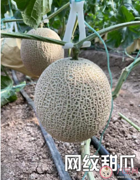 网纹甜瓜和哈密瓜是同一种水果吗 网纹甜瓜和哈密瓜有什么区别 网纹甜瓜和哈密瓜是同一种水果吗 网纹甜瓜和哈密瓜有什么区别