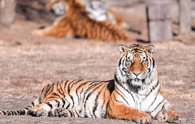 望梅止渴和耳濡目染哪个成语表示的是条件反射 蚂蚁庄园7月27日答案 望梅止渴和耳濡目染哪个成语表示的是条件反射 蚂蚁庄园7月27日答案