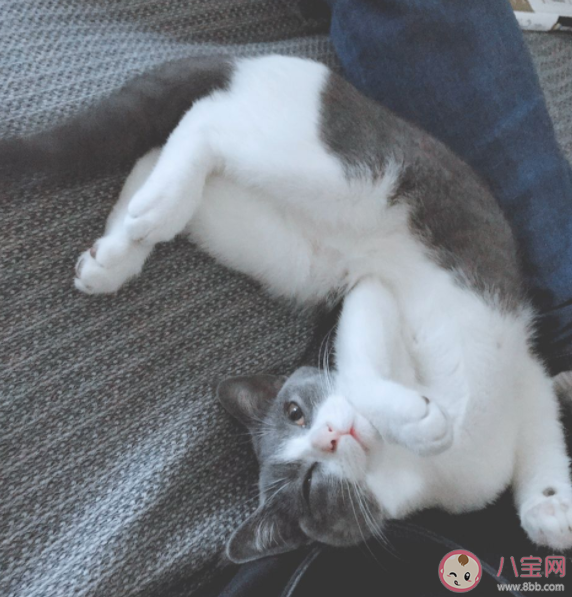 宠物降温神器2022 高温天该如何给宠物消暑 宠物降温神器2022 高温天该如何给宠物消暑