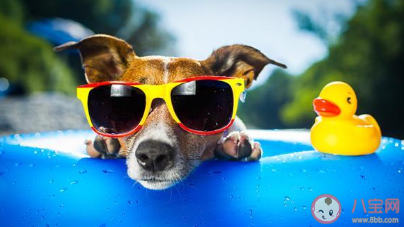 宠物降温神器2022 高温天该如何给宠物消暑 宠物降温神器2022 高温天该如何给宠物消暑