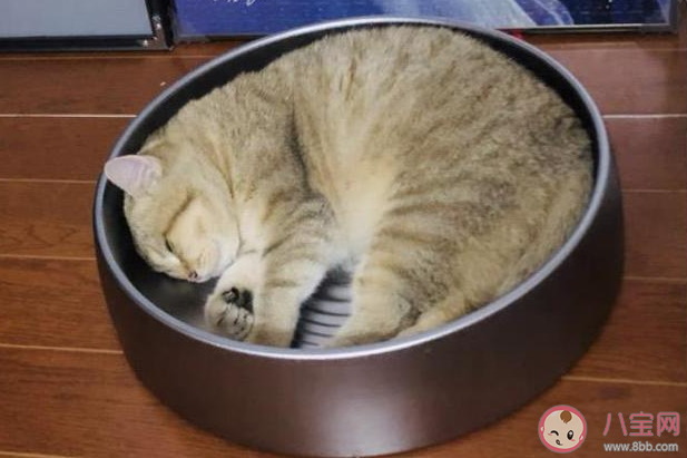 高温天该如何给宠物消暑 夏天该怎样照顾宠物 高温天该如何给宠物消暑 夏天该怎样照顾宠物