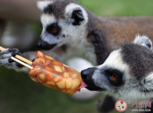 高温天该如何给宠物消暑 夏天该怎样照顾宠物 高温天该如何给宠物消暑 夏天该怎样照顾宠物