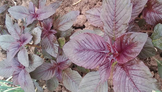 做菜时经常用的紫苏叶最早源自哪里 蚂蚁庄园7月29日答案介绍 做菜时经常用的紫苏叶最早源自哪里 蚂蚁庄园7月29日答案介绍