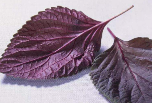 做菜时经常用的紫苏叶最早源自哪里 蚂蚁庄园7月29日答案介绍 做菜时经常用的紫苏叶最早源自哪里 蚂蚁庄园7月29日答案介绍