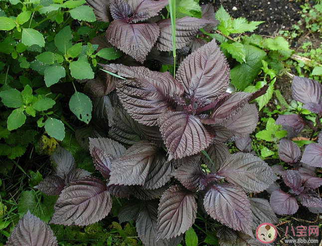 蚂蚁庄园做菜时的紫苏叶最早是来自中国还是美洲 7月29日答案介绍 蚂蚁庄园做菜时的紫苏叶最早是来自中国还是美洲 7月29日答案介绍