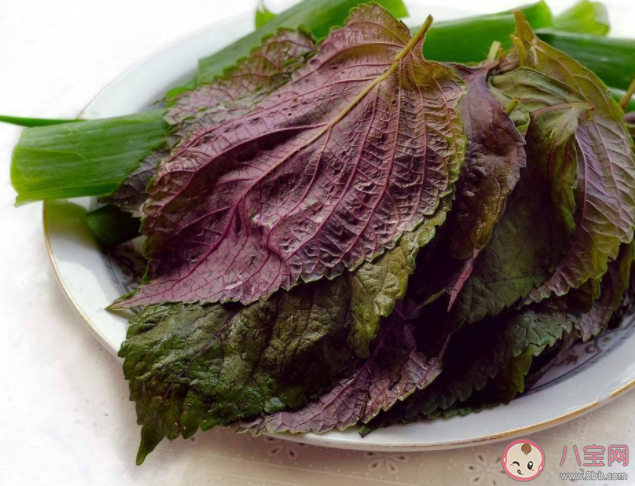 蚂蚁庄园做菜时的紫苏叶最早是来自中国还是美洲 7月29日答案介绍 蚂蚁庄园做菜时的紫苏叶最早是来自中国还是美洲 7月29日答案介绍