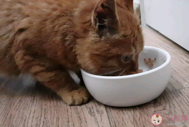 蚂蚁庄园猫咪是尝不出甜味还是苦味 7月30答案解析 蚂蚁庄园猫咪是尝不出甜味还是苦味 7月30答案解析