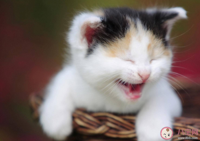 蚂蚁庄园猫咪是尝不出甜味还是苦味 7月30答案解析 蚂蚁庄园猫咪是尝不出甜味还是苦味 7月30答案解析