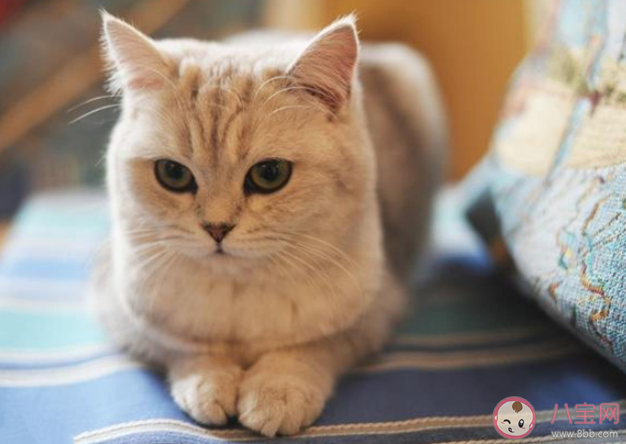 猫能听懂自己名字吗 猫能听懂人话吗