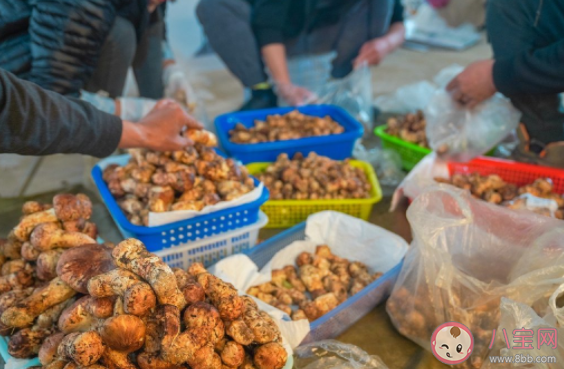 云南人吃的菌子有多毒 致幻蘑菇是如何控制大脑的