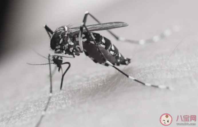今年蚊子为什么明显变少了 蚊子是哪里来的 今年蚊子为什么明显变少了 蚊子是哪里来的