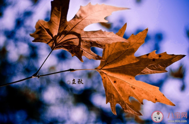 蚂蚁庄园立秋等于入秋吗 8月7日答案介绍