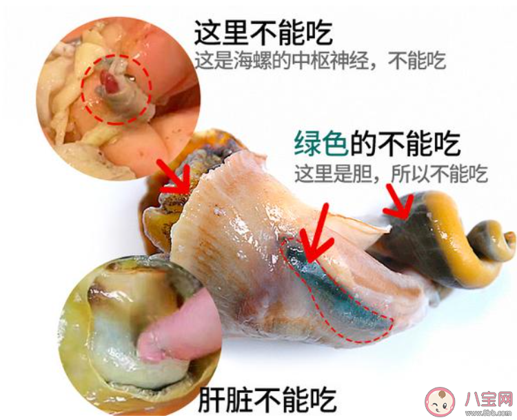 为了健康考虑海螺的什么部位最好不要吃 蚂蚁庄园8月9日答案介绍