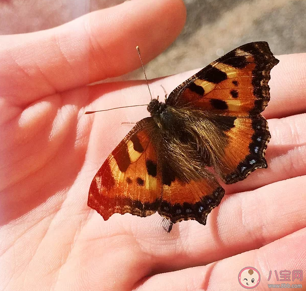 孩子特别喜欢观察昆虫怎么引导 暑假可以去哪里观察昆虫