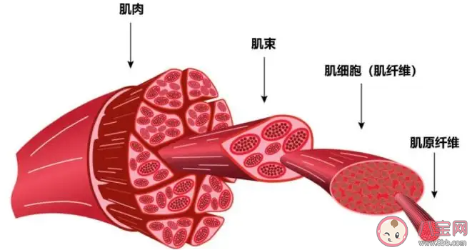 横纹肌溶解怎么造成的 为什么过度运动会引起横纹肌溶解