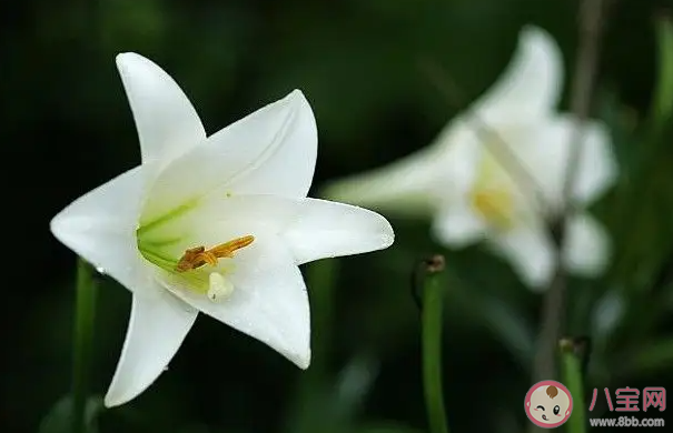 下列哪种花更适合在家里养 蚂蚁庄园8月19日答案最新