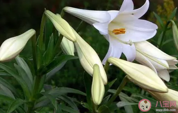 下列哪种花更适合在家里养 蚂蚁庄园8月19日答案最新