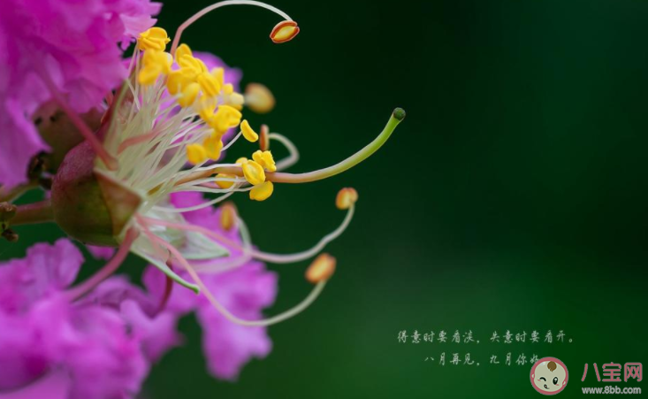 2022想和八月说再见的朋友圈说说 2022八月再见的心情语录句子