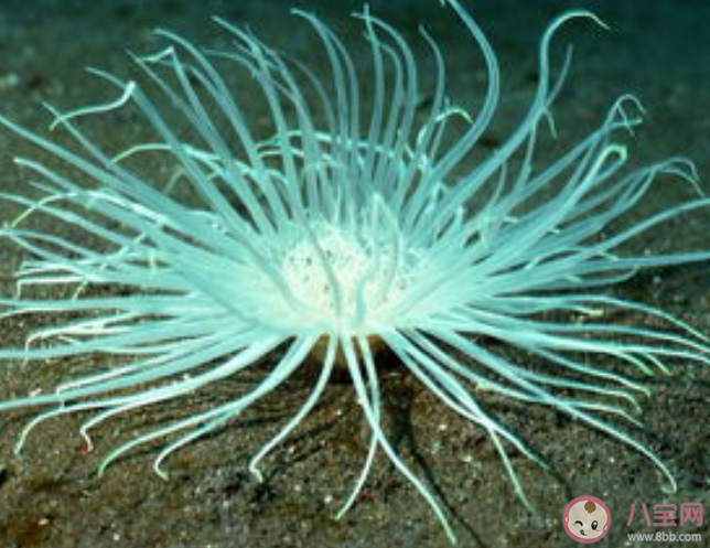 海葵和海龟哪种海洋动物的寿命更长 蚂蚁庄园8月21正确答案