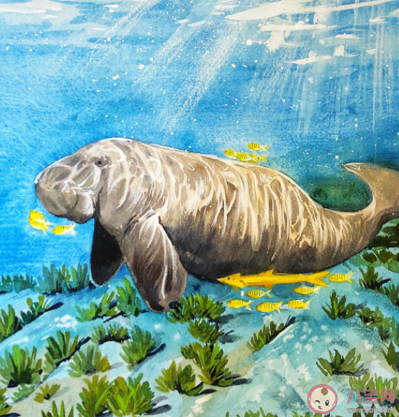 美人鱼原型灭绝 儒艮为什么被称为美人鱼原型 美人鱼原型灭绝 儒艮为什么被称为美人鱼原型