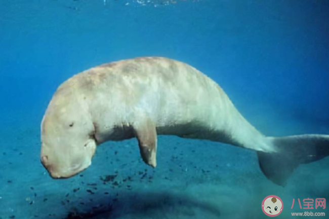 美人鱼原型灭绝 儒艮为什么被称为美人鱼原型 美人鱼原型灭绝 儒艮为什么被称为美人鱼原型