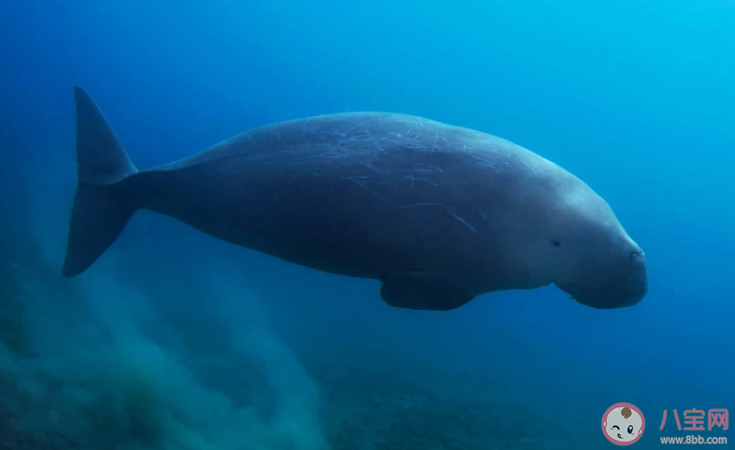 美人鱼原型灭绝 儒艮为什么被称为美人鱼原型 美人鱼原型灭绝 儒艮为什么被称为美人鱼原型