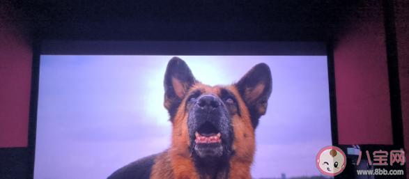 电影《忠犬帕尔玛》的原型是谁 《忠犬帕尔玛》是真实故事改编的吗