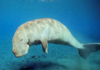 美人鱼原型灭绝 儒艮为什么被称为美人鱼原型