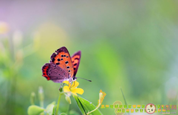 8月最后一天最新文案朋友圈说说 8月再见9月你好的心情句子 8月最后一天最新文案朋友圈说说 8月再见9月你好的心情句子