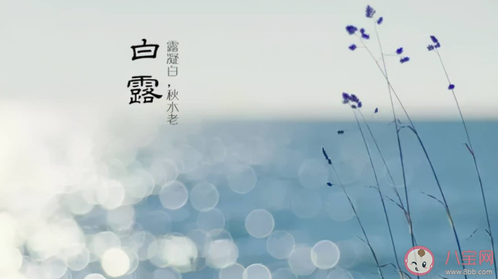 白露有三怕指的是什么 白露十样白是什么意思 白露有三怕指的是什么 白露十样白是什么意思