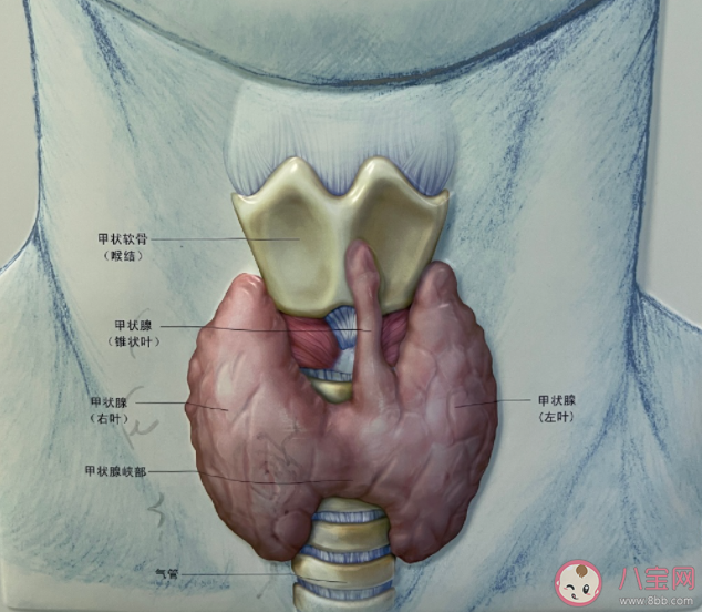 甲状腺功能检查需要空腹吗 甲状腺功能查3项还是5项