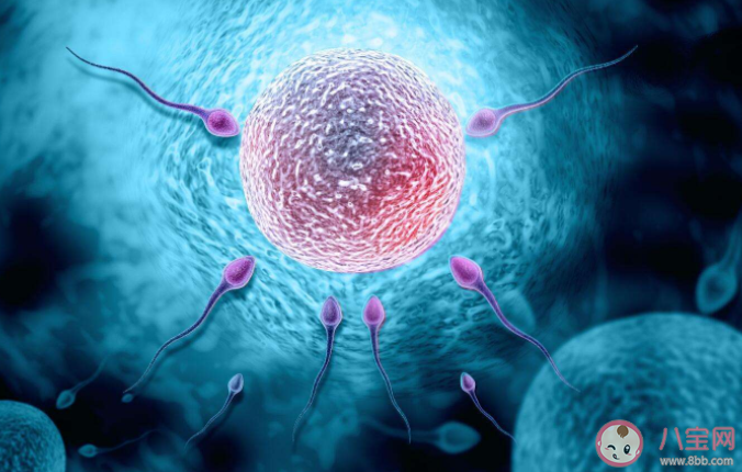 胚胎移植哪种成功率最高 胚胎移植后要做好哪些事情