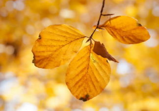 哪些疾病在秋季是高发期 秋季健康有多重要
